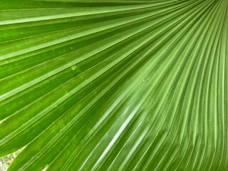 Obraz premium palm leaf texture
