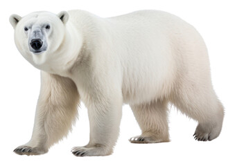 Fototapeta premium PNG Polar bear wildlife animal mammal.