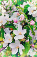 Spring apple flowers in blossom, closeup of white spring flowers of an apple tree growing in the spring garden, spring flower background