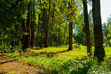 Spring forest background with spring forest trees and grass on the foreground, sunlight shining through the forest trees