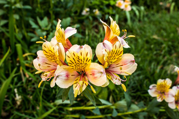 A grouping of Peach coloured Inca lilies, Alstroemeria pelegrina.