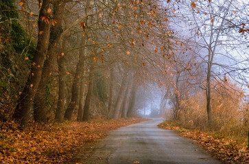 Obraz premium road in autumn forest