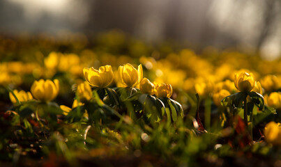 Wiosenne kwiaty . Kwitnące Ranniki w parku. © mycatherina