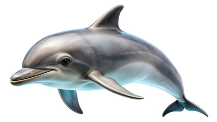 dolphin isolated on white background