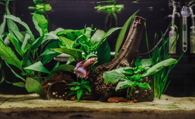 Small red Betta Splendens in a planted fish tank freshwater 