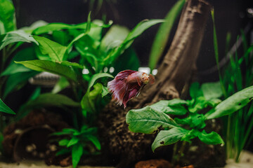 Small red Betta Splendens in a planted fish tank freshwater 