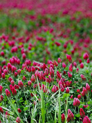 Clover incarnate (Trifolium incarnatum) and its distinctly red flowers.