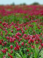 Crimson clover (Trifolium incarnatum) creates a purple-red flood of flowers in the field. Czech Republic, Europe.