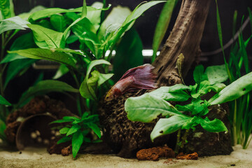 Small red Betta Splendens in a planted fish tank freshwater 