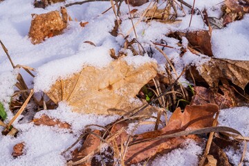 dry fallen leaves covered in snow