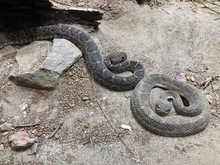 rattlesnakes on ground