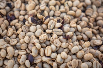 Drying and Defective Coffee Beans in Different Processing Stages