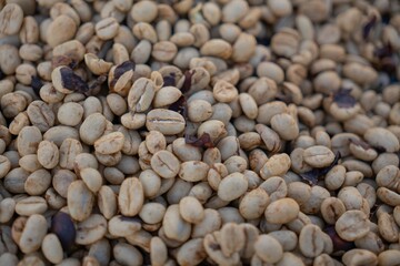 Drying and Defective Coffee Beans in Different Processing Stages