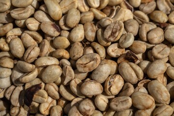 Obraz premium Drying and Defective Coffee Beans in Different Processing Stages