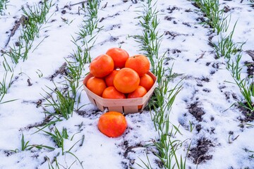 Ripe fresh tangerines in a basket in winter on the snow among shoots of young wheat.