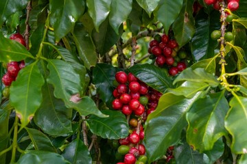 Coffee Cherries on Branches in a Coffee Plantation with Scenic Mountain Views
