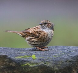 Small Brown Bird on Mossy Log