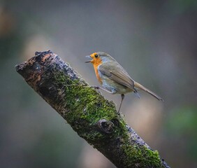 European Robin Singing on Mossy Branch
