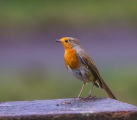 European robin perched on wood with blurred green background.