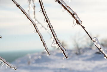 tree branches covered with ice and icicles