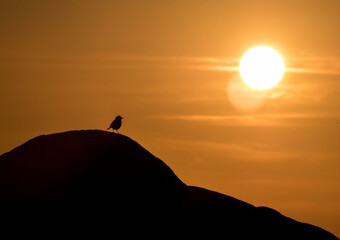 Naklejka premium Silueta de pájaro posado en una roca con la puesta de sol de fondo