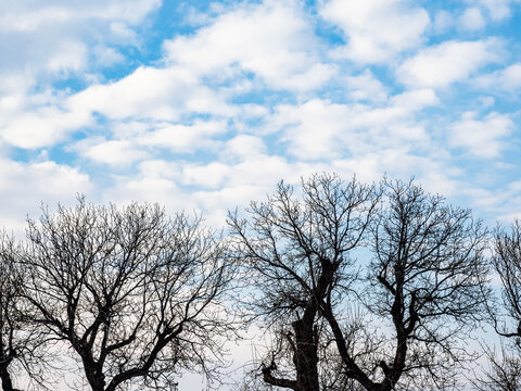 clouds in blue sky over bare trees in twilight