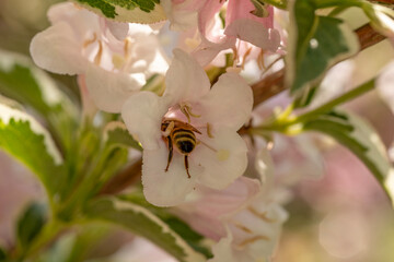 Obraz premium A bee is nestled inside a delicate, pale pink flower, surrounded by lush green leaves. The sunlight illuminates the scene, highlighting the intricate details of the petals and the bee's wings.