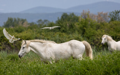 Obraz premium Cavallo Camargue all'isola della Cona