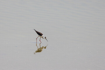 cavaliere d'italia, uccelli, acqua, natura, spiaggia, fauna, animale, costa, sabbia, desolato