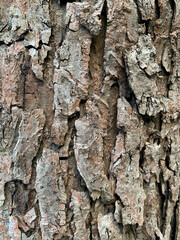 A close-up of rough tree bark featuring deep cracks, textured surface, and natural organic patterns