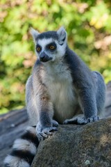 ring tailed lemur catta