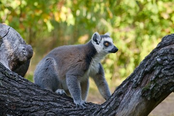ring tailed lemur