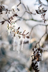 tree branches covered with snow in winter