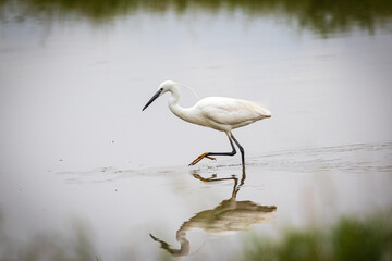 Garzetta - riserva Isola della Cona