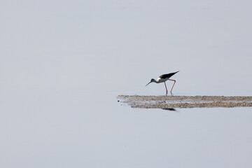 Cavaliere d'Italia - Isola della Cona