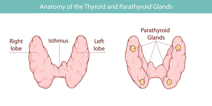 Vector illustration of the thyroid gland and parathyroid gland. Human endocrine system. Medical vector illustration of internal organs.