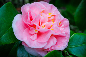 pink Camellia japonica