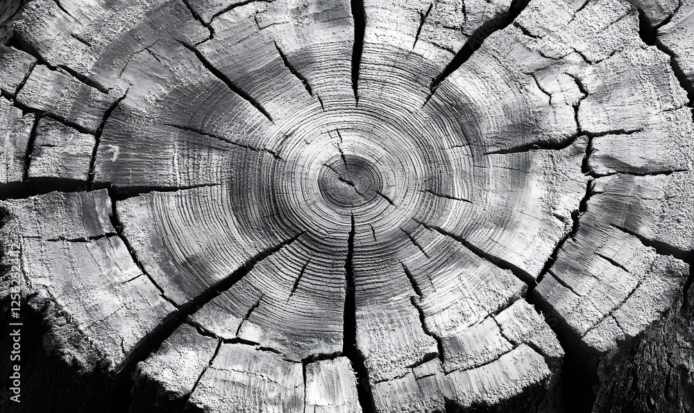 Poster close-up of a tree stump displaying concentric rings and radial cracks texture pattern