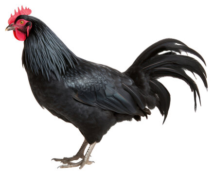 PNG Black maran chicken poultry animal bird.