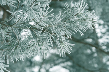 Beautiful pine tree branch with white frost on needles on blurred background of snowy forest. Macro photography. Copy space.