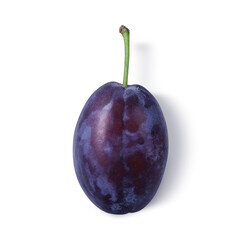 プルーン イラスト リアル