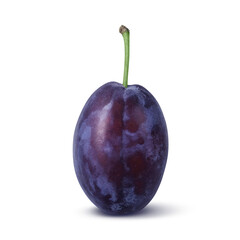 プルーン イラスト リアル