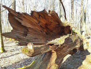 In the spring forest, a large dry oak tree lies among young trees. Natural landscapes in an oak...