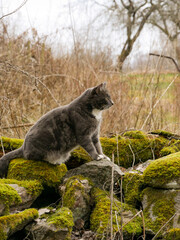Curious cat exploring nature on an outdoor walk. Cute tabby cat portrait photo. Sitting on a stone...