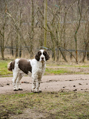 Cute senior dog portrait. English Springer Spaniel outdoors in nature.