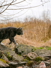 Curious cat exploring nature on an outdoor walk. Cute tabby cat portrait photo.