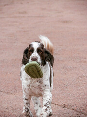 Cute dog carrying a flip flop. English Springer Spaniel playing outdoors. Dog playing fetch.