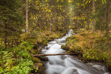 Obraz premium Bachlauf im Hütschlag Österreich