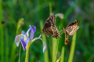 Palamedes Swallowtail Butterflies nectaring on wild iris
