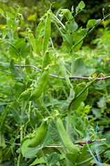 Bush of sweet pea with ripe pods on vegetable garden